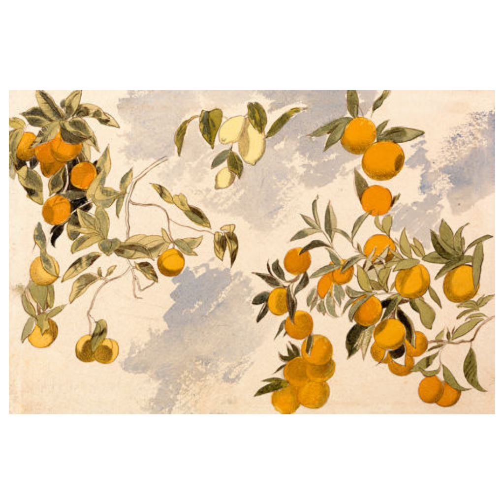 Artist Board - Orange Tree Branches