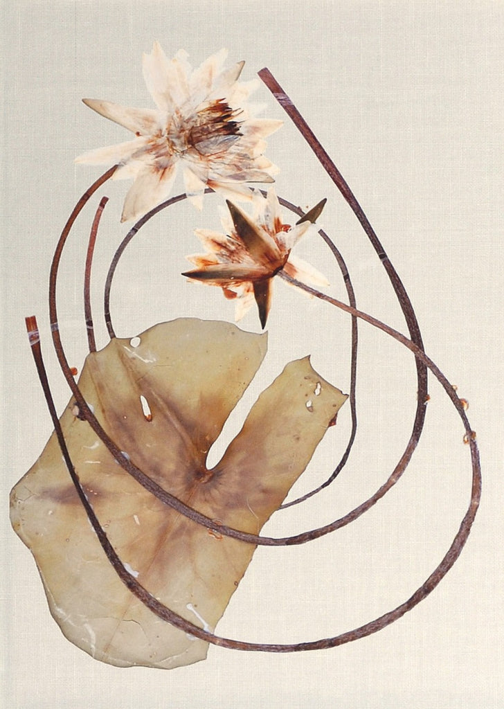 Framed Herbarium Pressings - Eight Styles Available