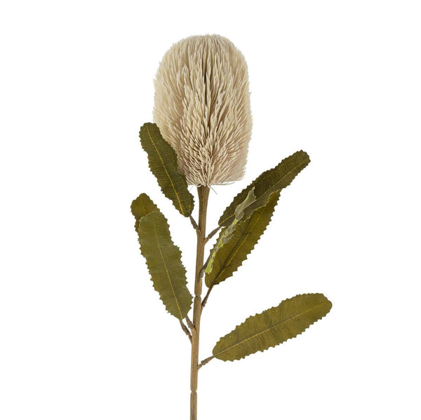 Banksia Stem - Cream