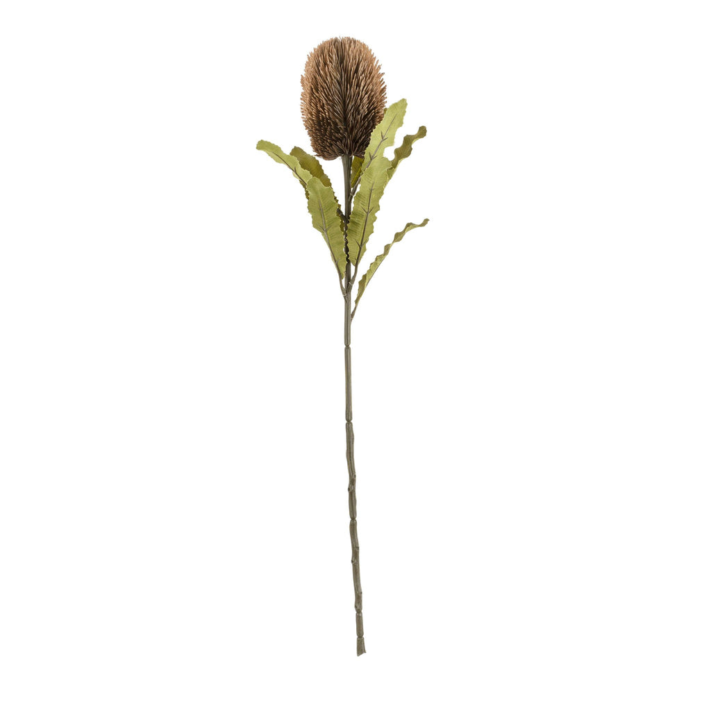 Banksia Stem - Chocolate