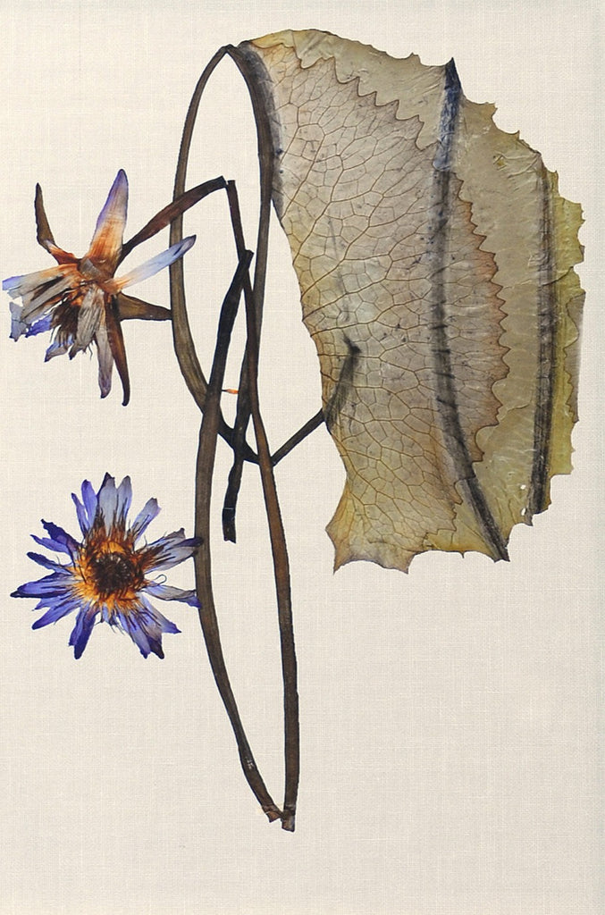 Herbarium Pressings - Eight Styles Available