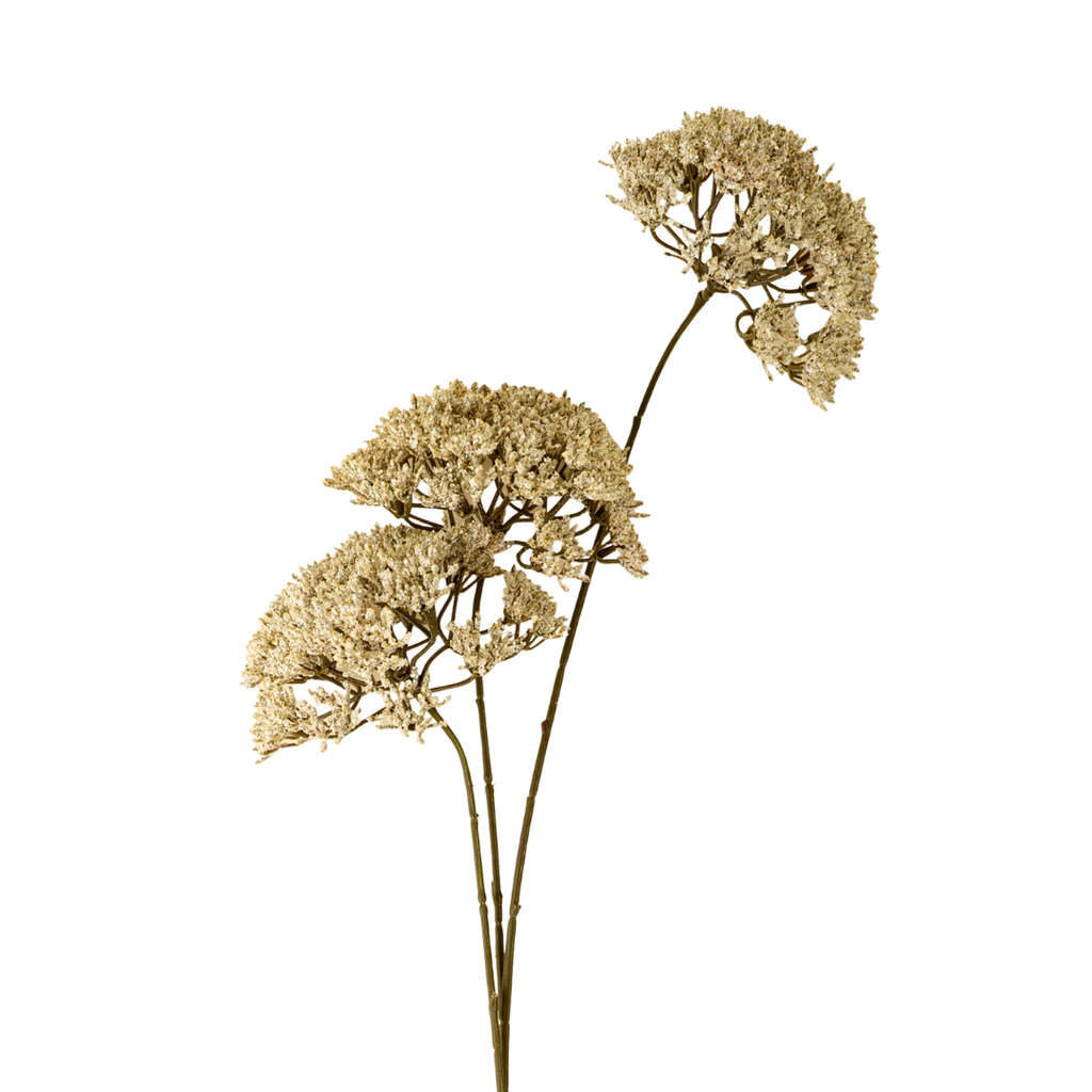 Queen Anne's Lace Stem - 34"H