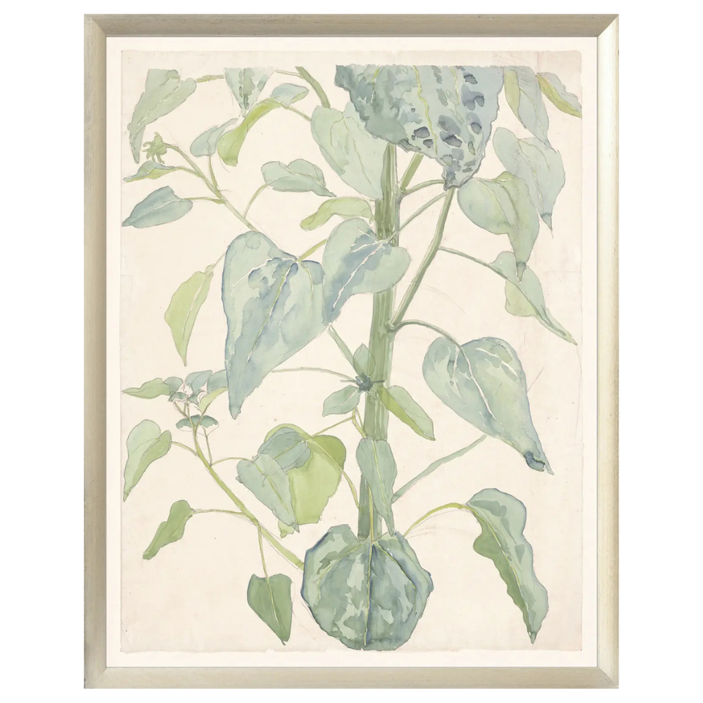 Stalk & Leaves of a Sunflower 1901 - Framed Under Glass