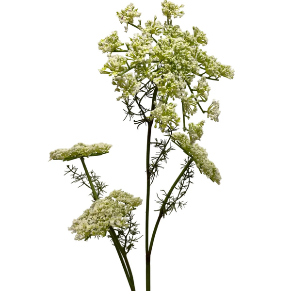 Queen Anne's Lace Stem (Two Colours Available)