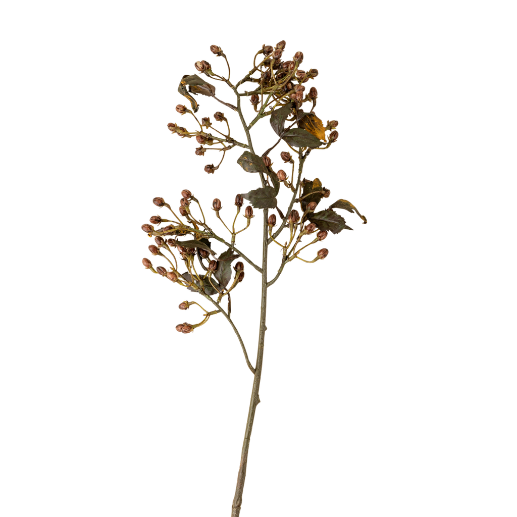 Hipericum Stem - 33"H