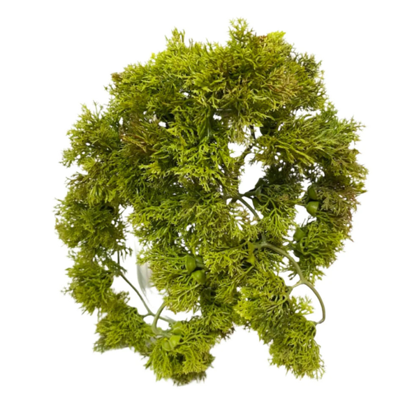 Moss Bush Pic - 9"
