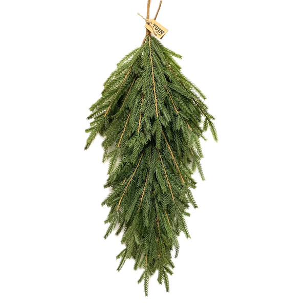 Norfolk Pine Hanging Branch - 28"