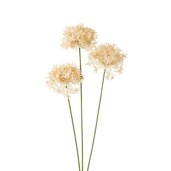 Allium Floral Stem - Cream