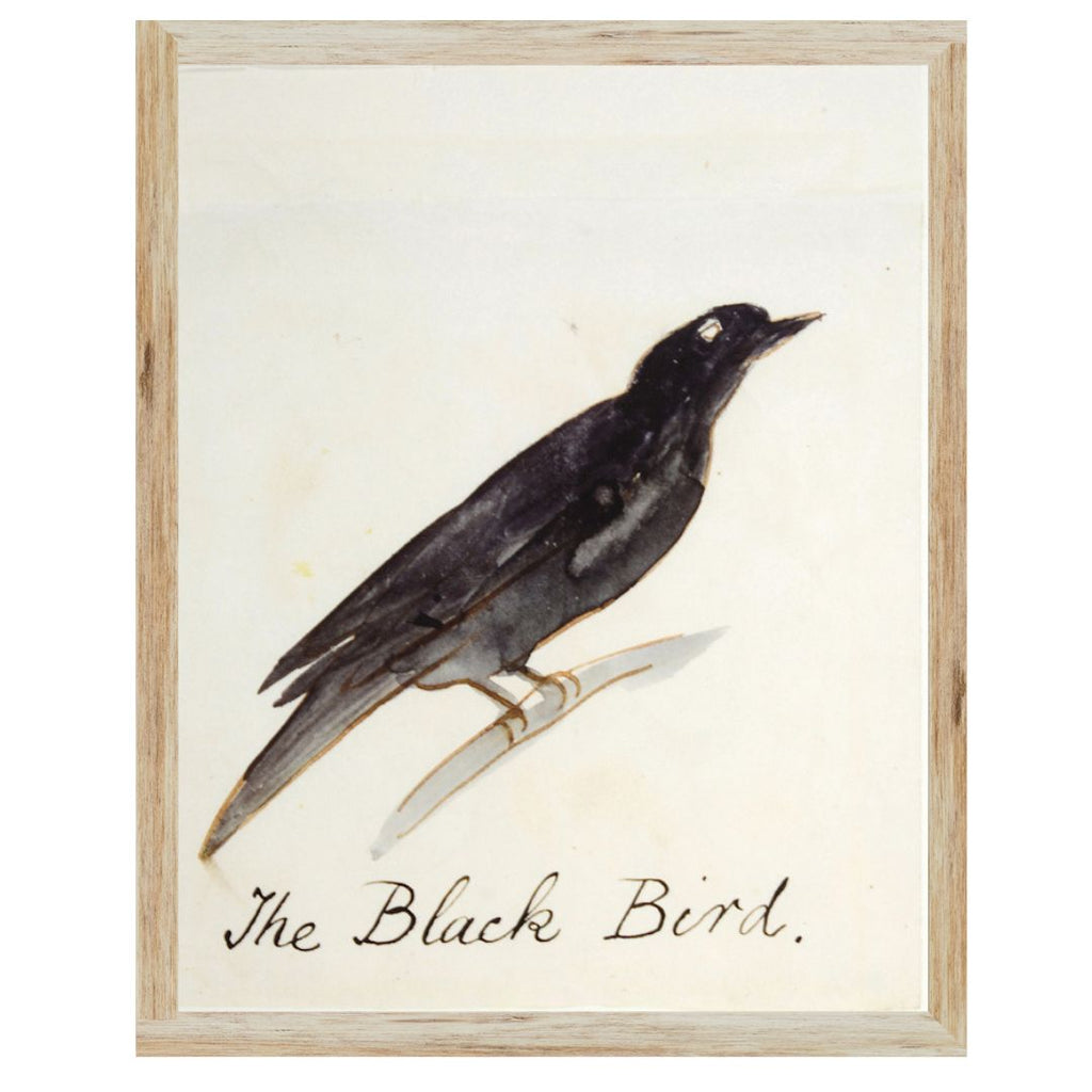 Edward Lear's Bird Prints - Eight Styles Available