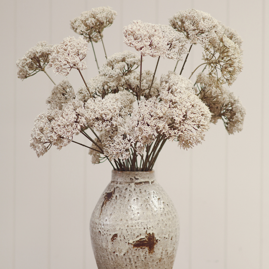 Queen Anne's Lace Stem - 34"H
