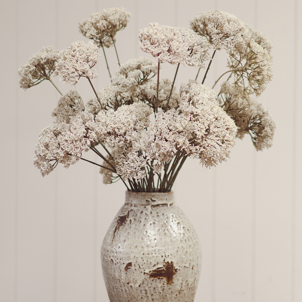 Queen Anne's Lace Stem - 34"H