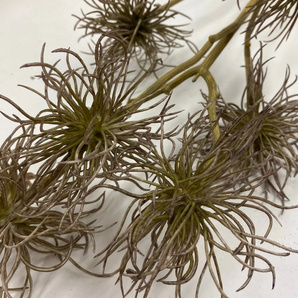 Clematis Seed Stem - Lilac
