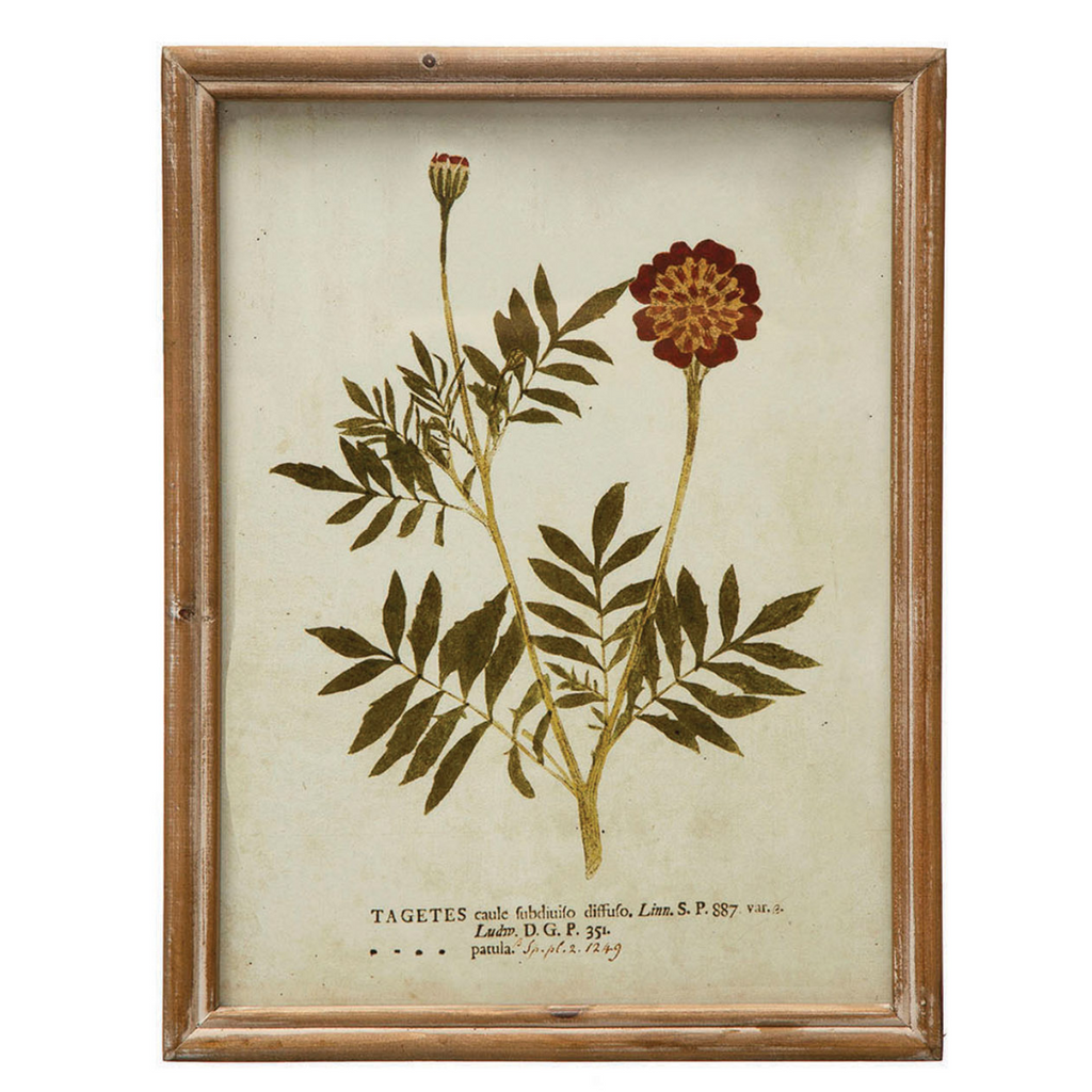 Framed Wildflower Prints - Six Styles Available