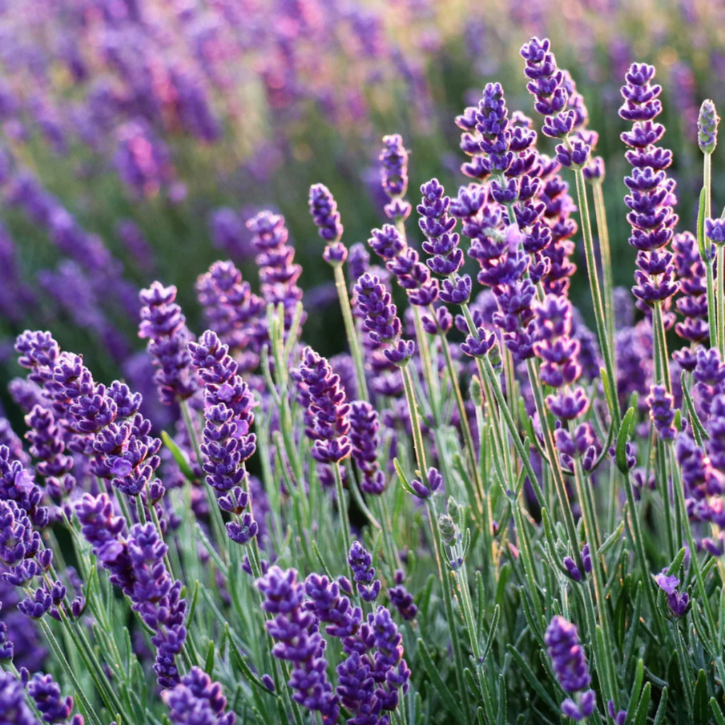 Beauty Sleep Reed Diffuser