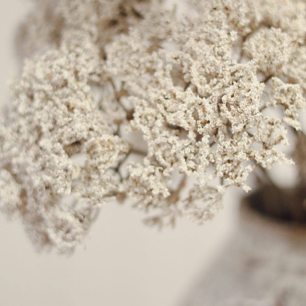 Queen Anne's Lace Stem - 34"H