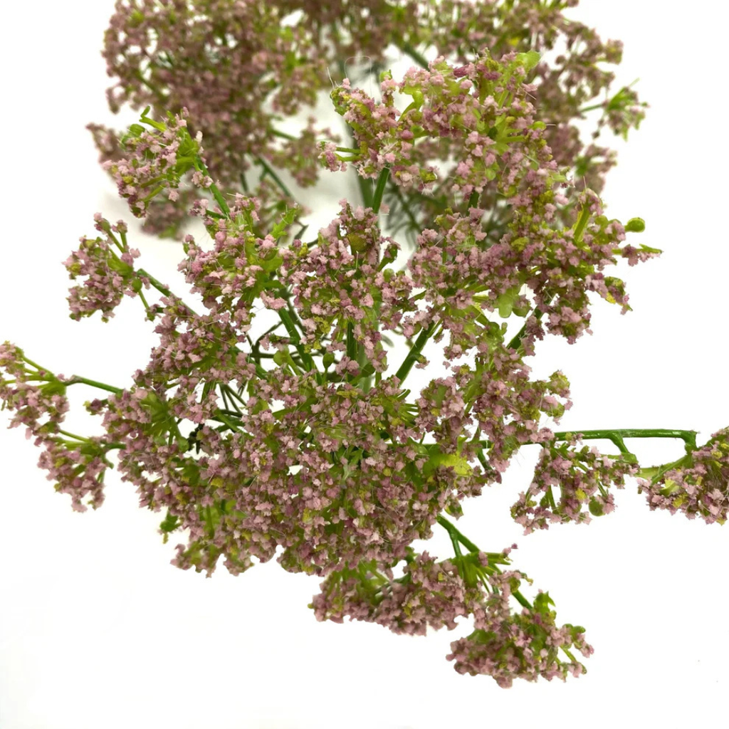 Queen Anne's Lace Stem (Two Colours Available)