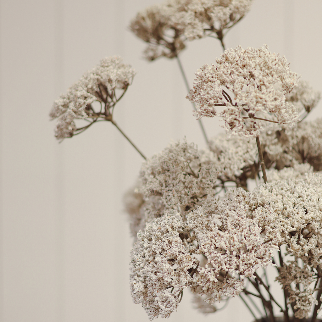Queen Anne's Lace Stem - 34"H
