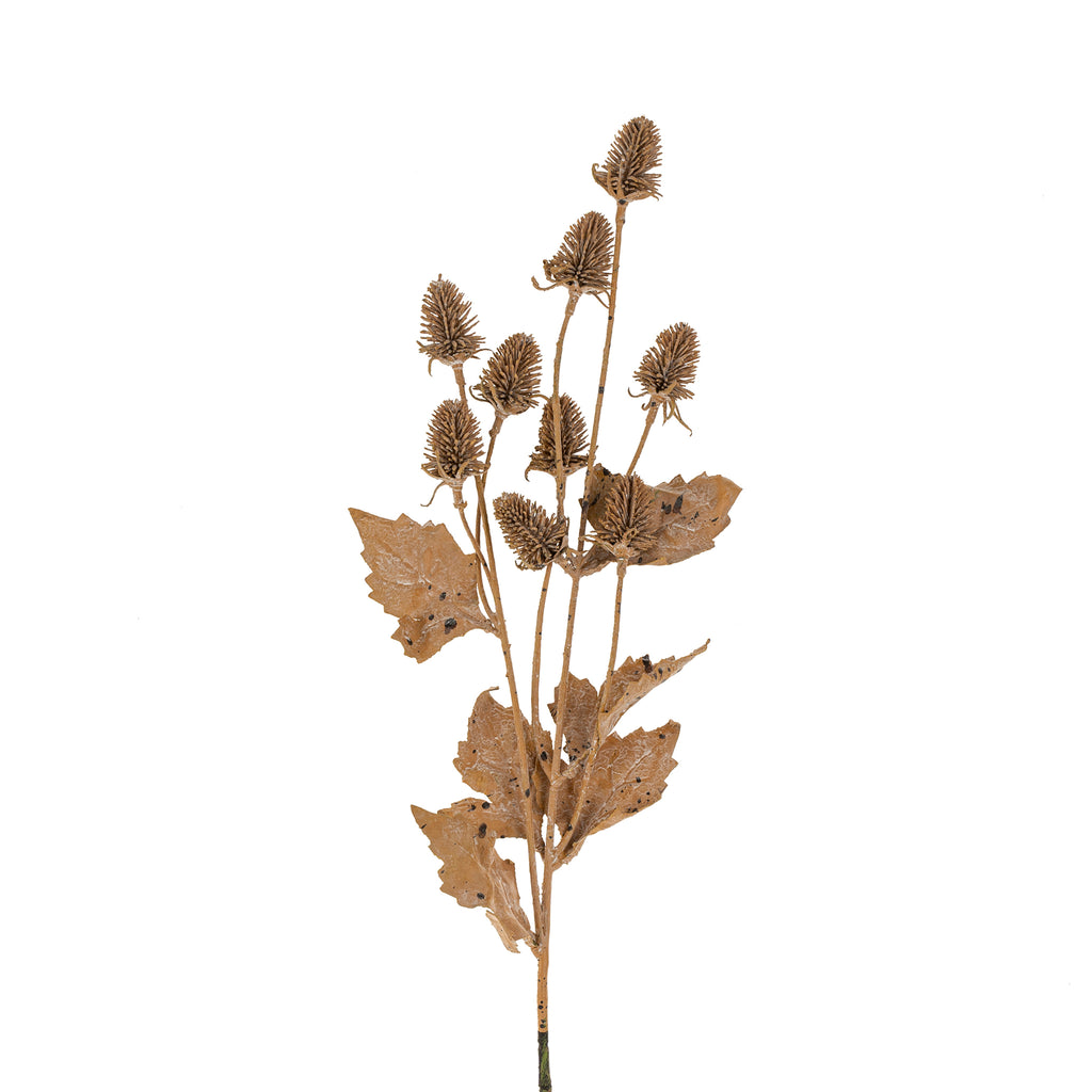Dried Thistle Stem