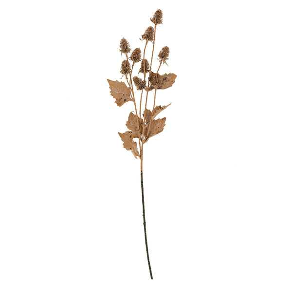 Dried Thistle Stem
