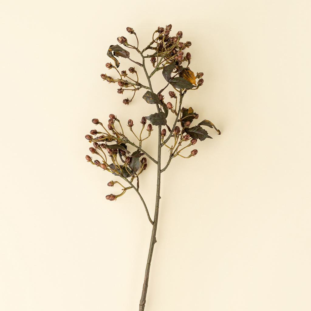 Hipericum Stem - 33"H