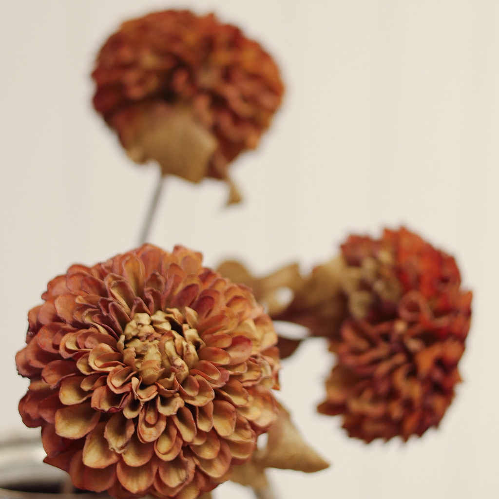 Pompom Dahlia Stem - 28"H