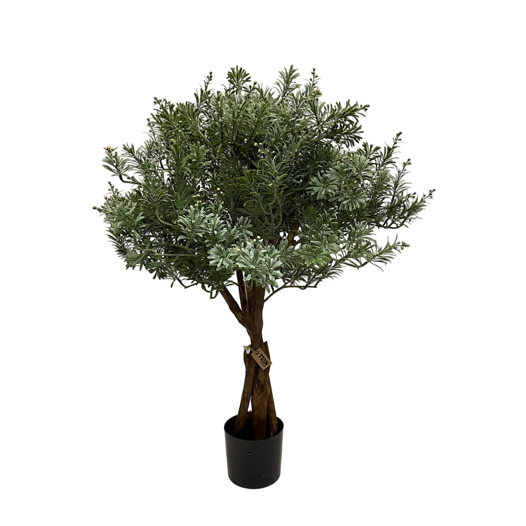 Crossostephium Tree - 36"H