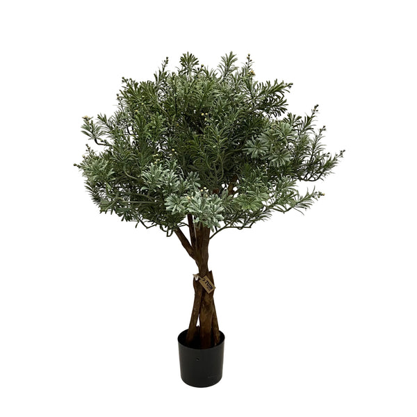 Crossostephium Tree - 36"H