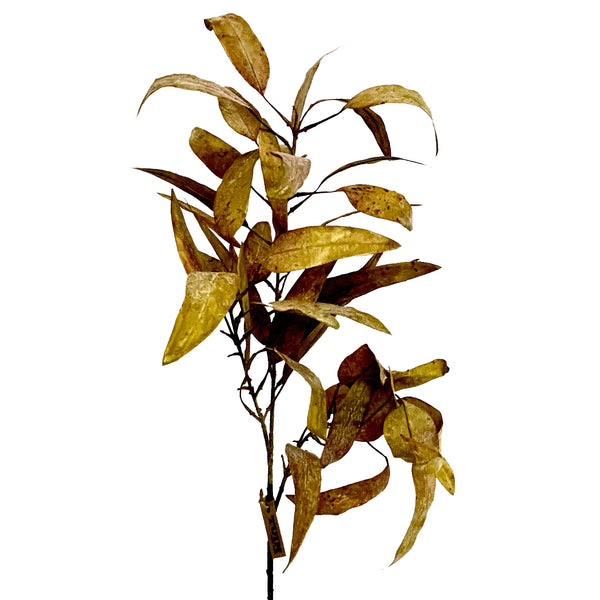 Autumn Eucalyptus Stem (Two Colours Available)