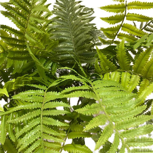 Lady Fern Bush