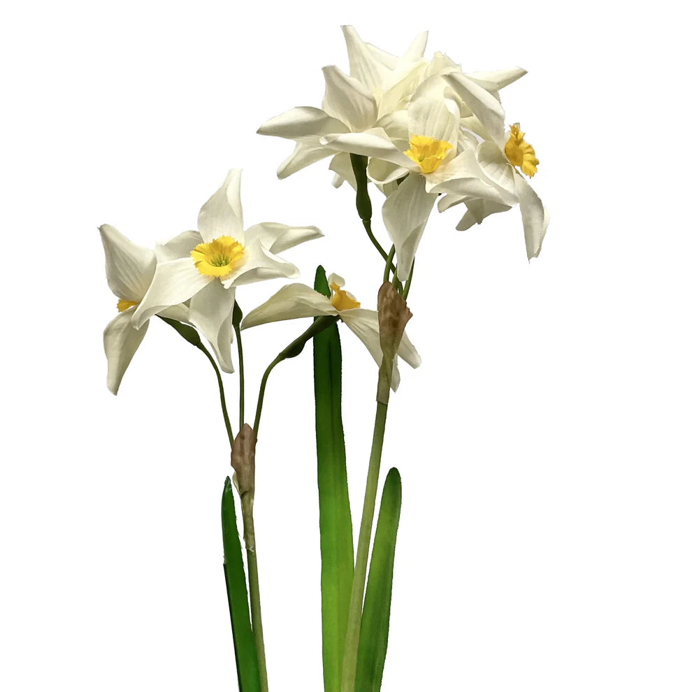 Narcissus Stem (Two Colours Available)