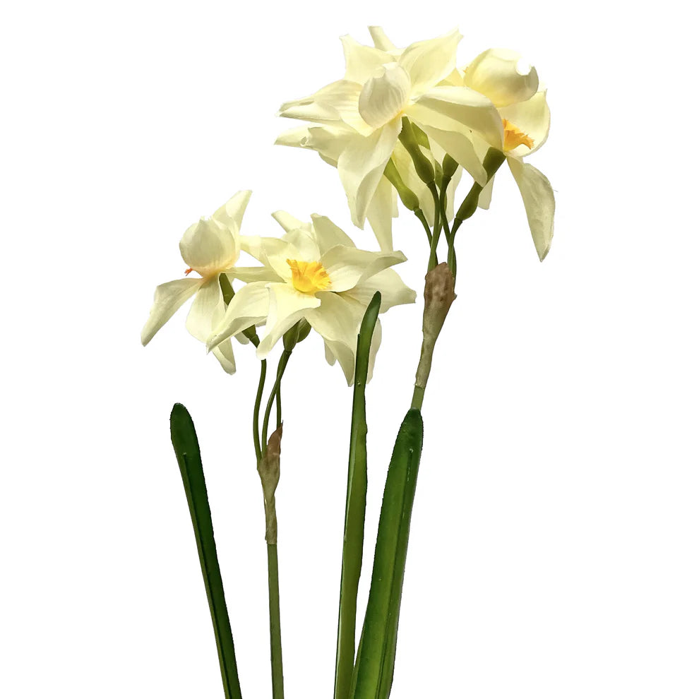 Narcissus Stem (Two Colours Available)