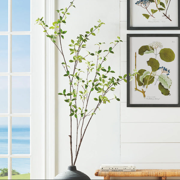 Pittosporum Branch - 78"