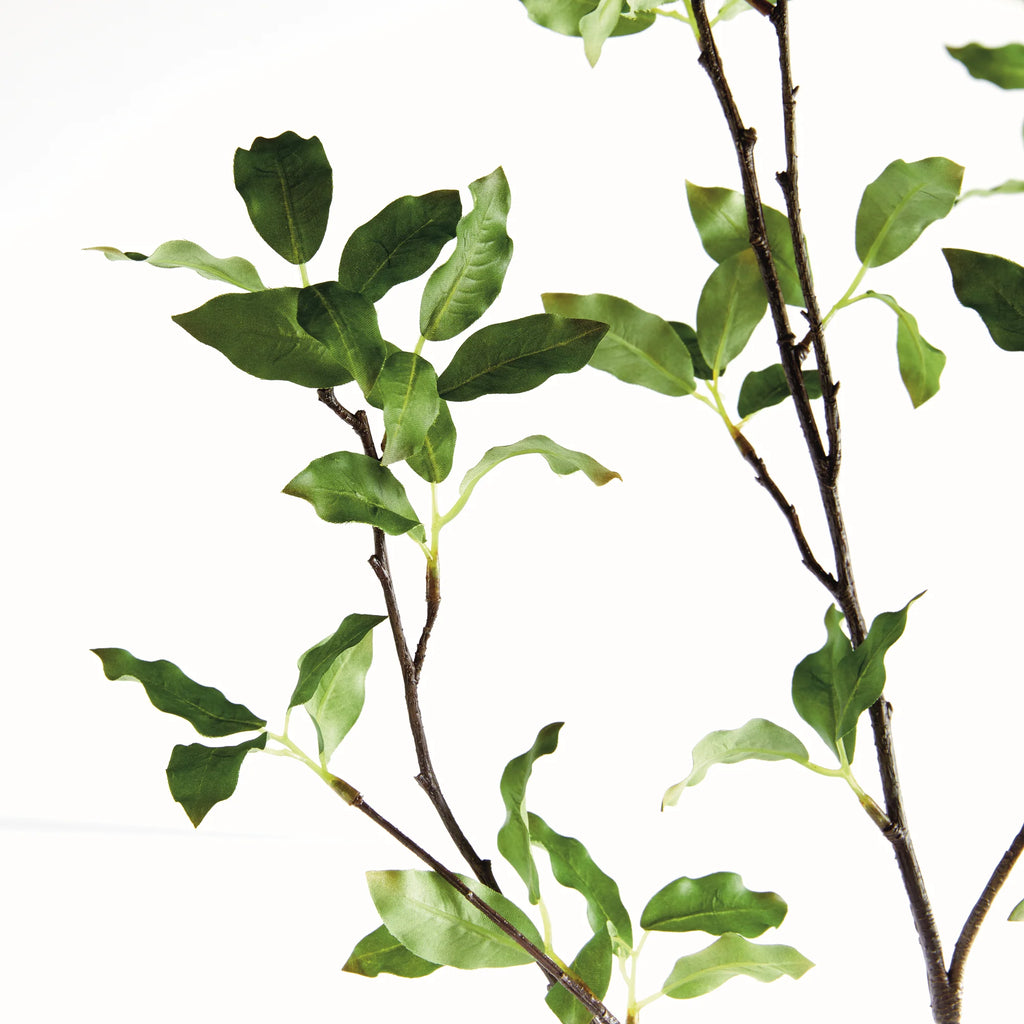 Pittosporum Branch - 78"