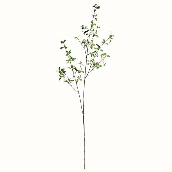 Pittosporum Branch - 78"