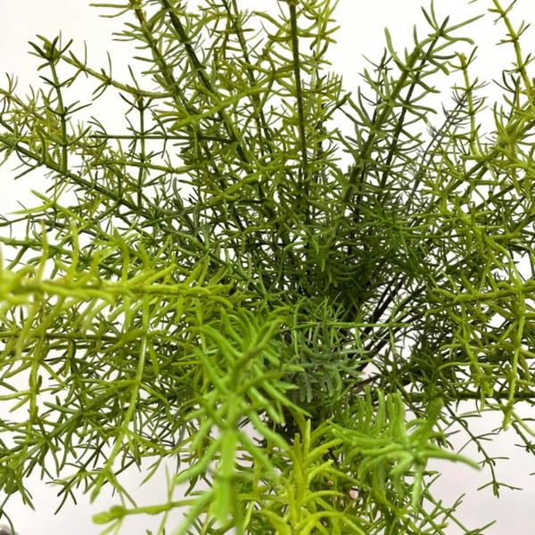 Asparagus Fern Bush - 25" H