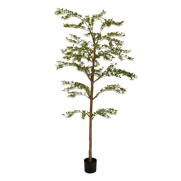 Shady Lady Olive Tree - 8'H