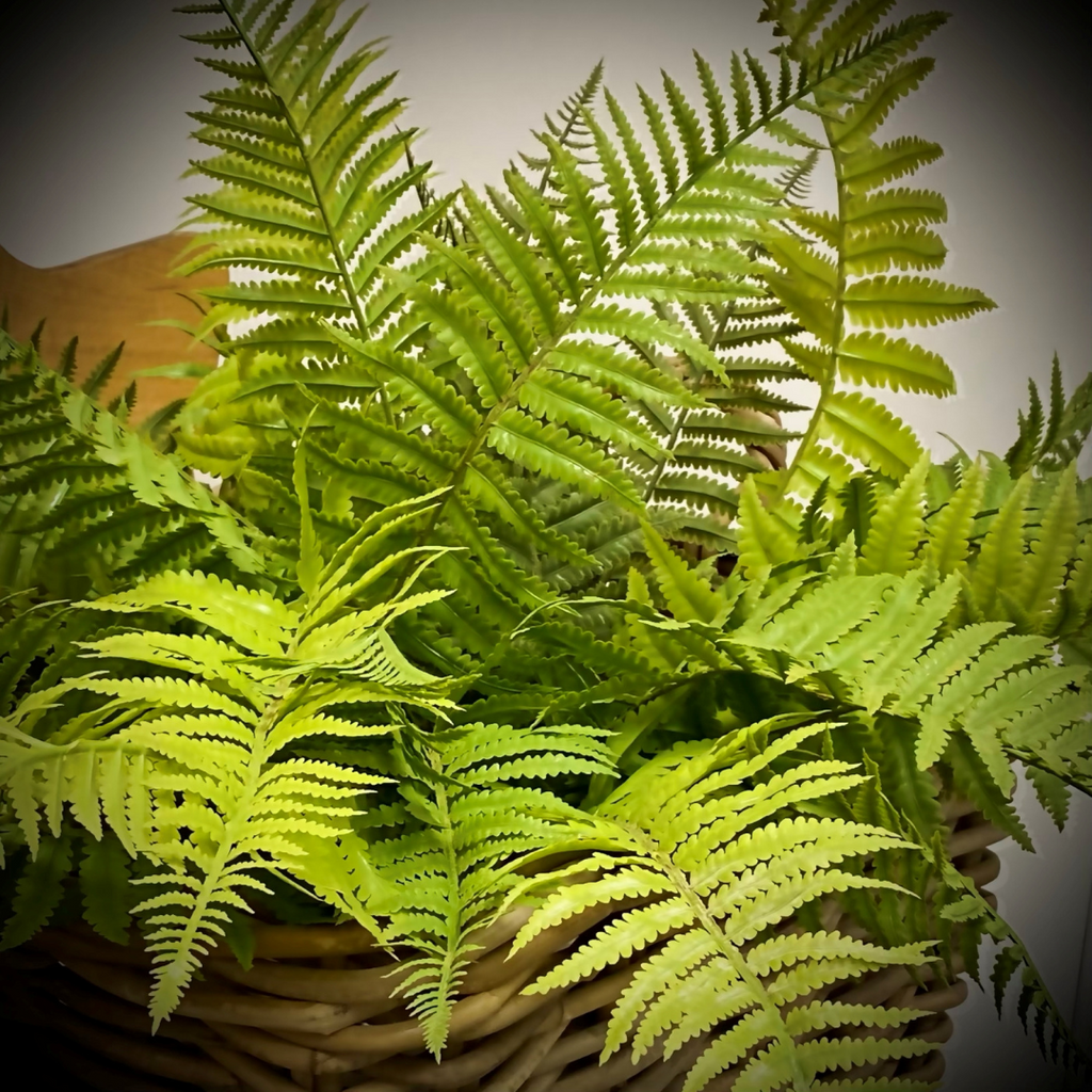 Lady Fern Bush