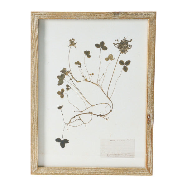 Framed Botanical Prints - Six Styles Available