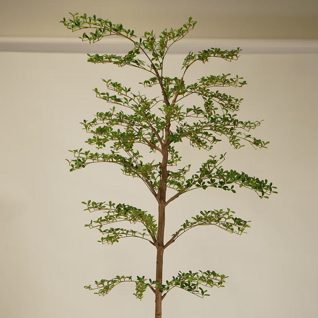 Shady Lady Olive Tree - 8'H