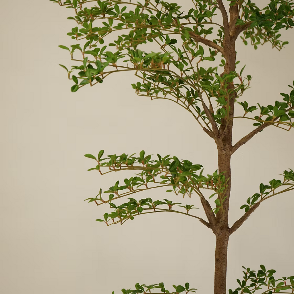 Shady Lady Olive Tree - 8'H