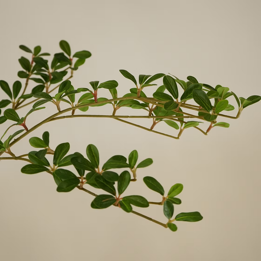 Shady Lady Olive Tree - 8'H