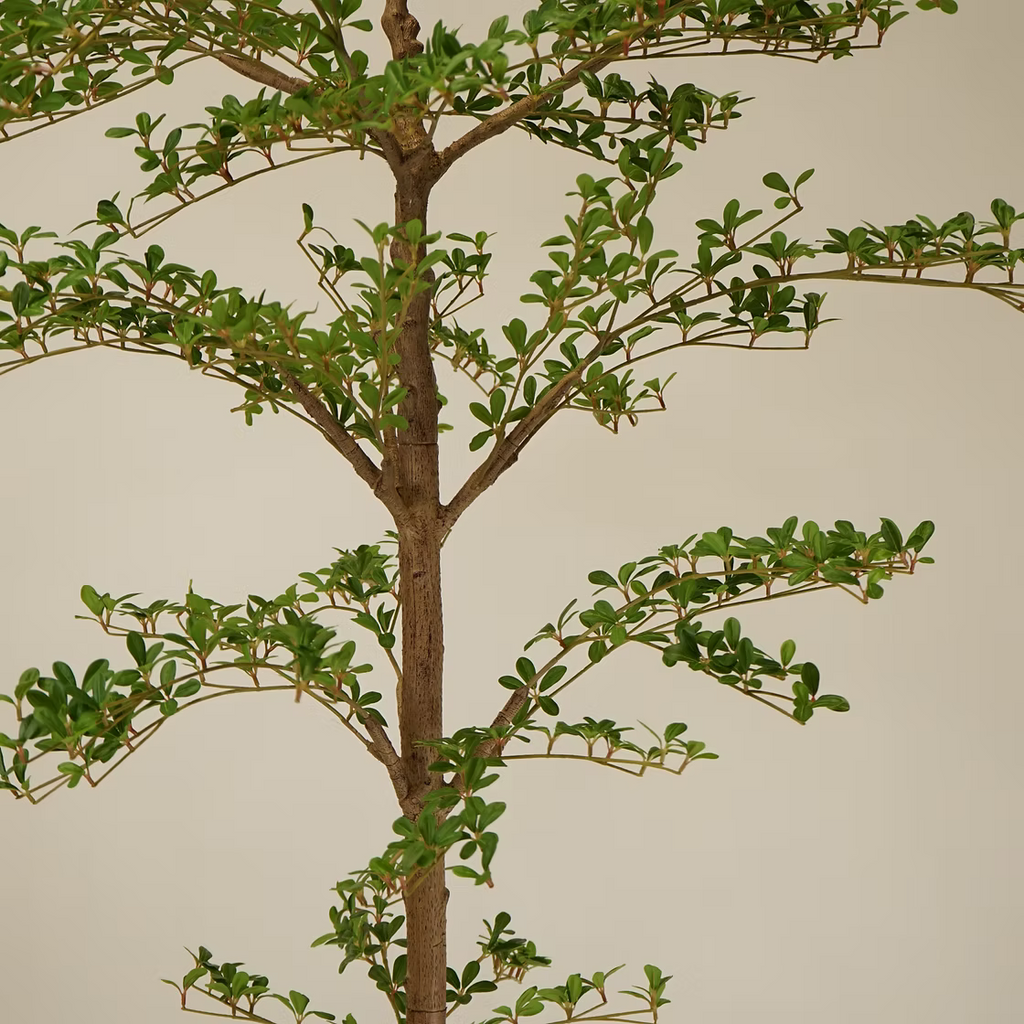 Shady Lady Olive Tree - 8'H