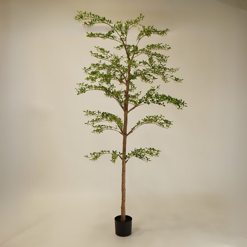 Shady Lady Olive Tree - 8'H