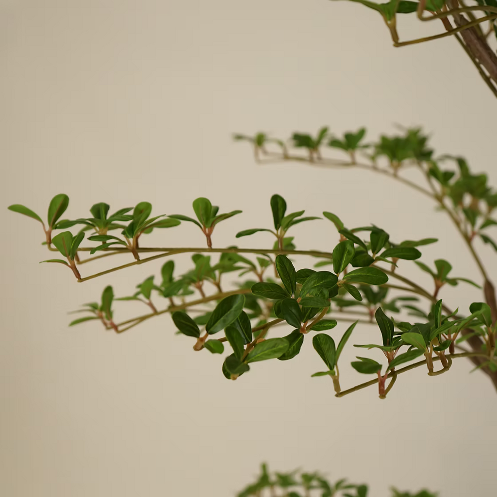 Shady Lady Olive Tree - 8'H