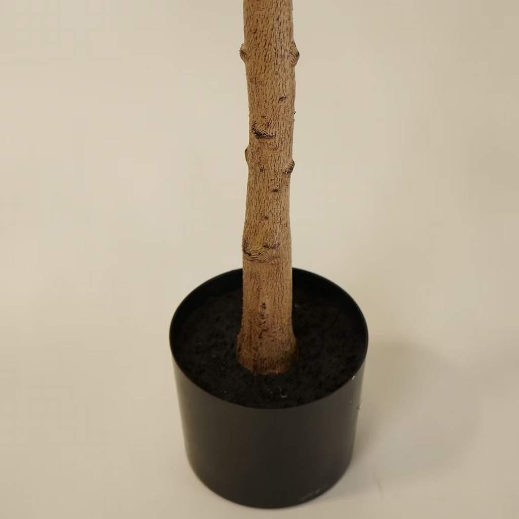 Shady Lady Olive Tree - 8'H