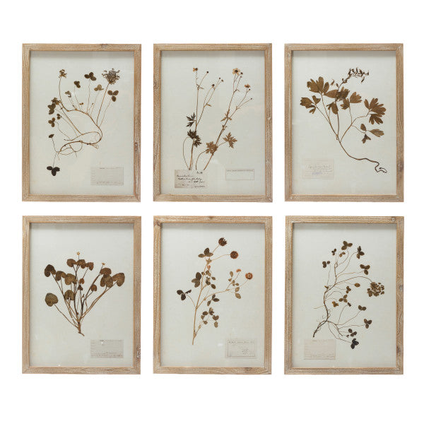 Framed Botanical Prints - Six Styles Available